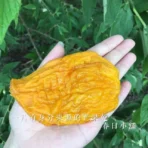 春日小舖 無糖愛文芒果140gx5包組(台灣名產)：圖片 5